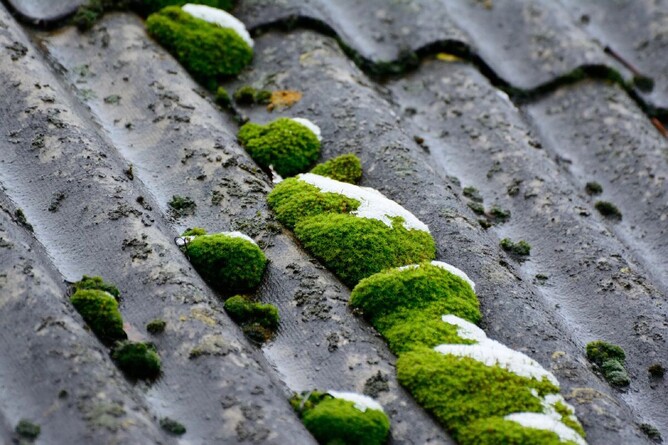 moss and lichen on roof
