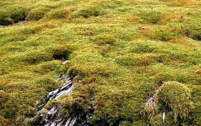 large area of moss growth