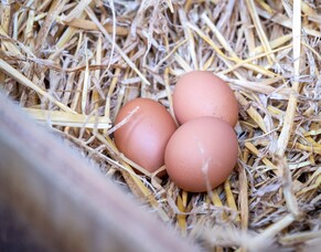 Finding your purpose