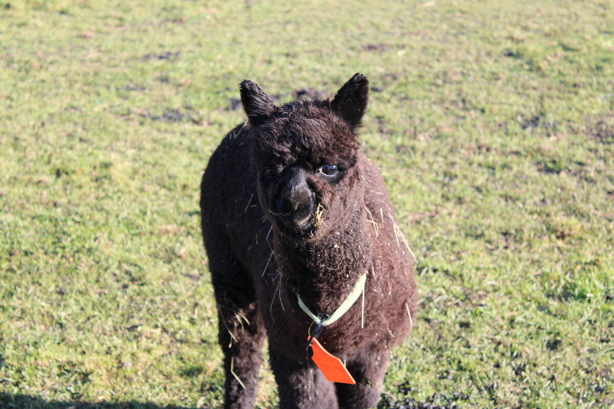 Ever wanted to own an alpaca, but don't have a farm? No problems