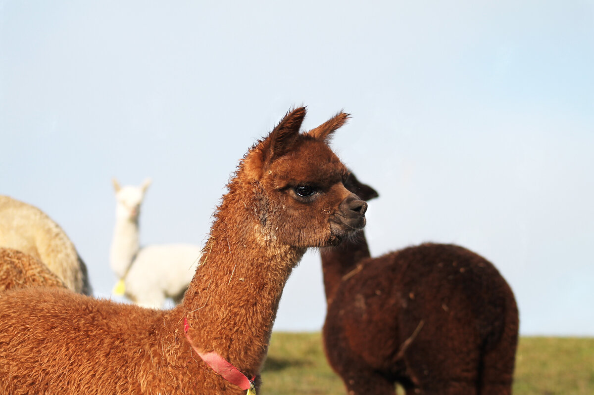 Ever wanted to own an alpaca, but don't have a farm? No problems