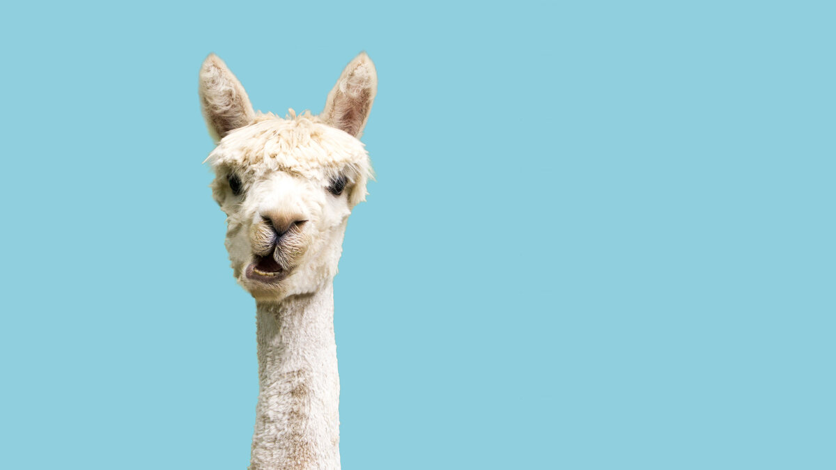 Ever wanted to own an alpaca, but don't have a farm? No problems