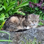 Tippy - Tippy is an impressive 23 years old. Having lived in Christchurch she moved to Auckland with Nathan. She is now taking it easy and living the quiet life.
