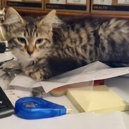 Onyx - Onyx, our youngest and Gryffins daughter, constantly in to trouble, boxes and any thing that moves!