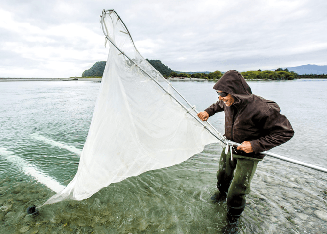 Whitebait a West Coast Speciality