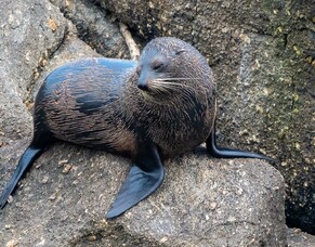 The Tauranga Bay Seal Colony