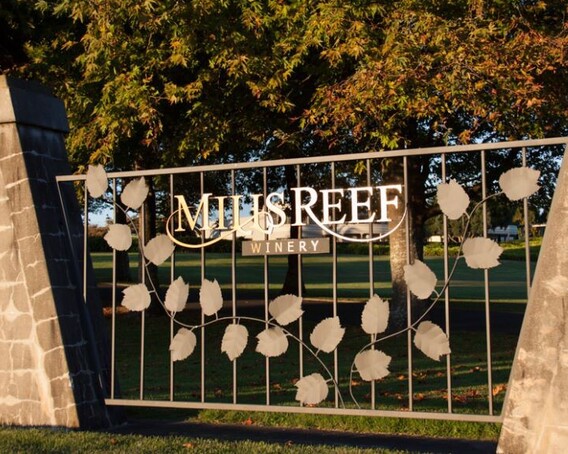 The Vines, Mills Reef Winery – Tauranga
