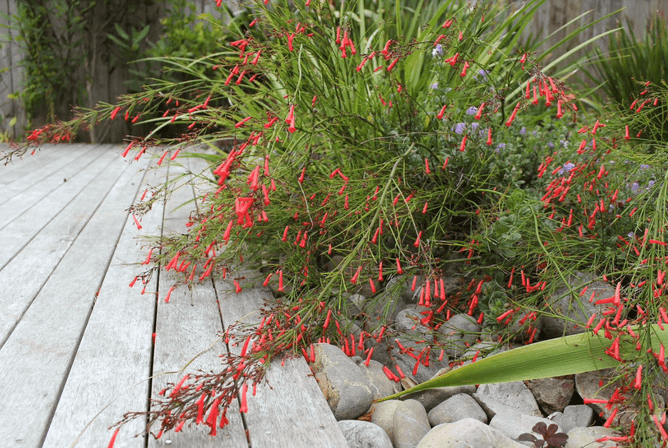 the plant: Russelia equisetiformis (the fountainbush) displayed in a wellington home at ground level next to some beachy wood decking and natural pebbles