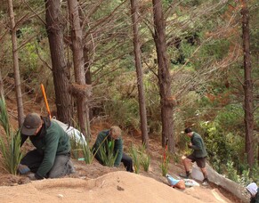 Transforming a Steep Bank into an Aesthetic Commercial Landscape in Wellington