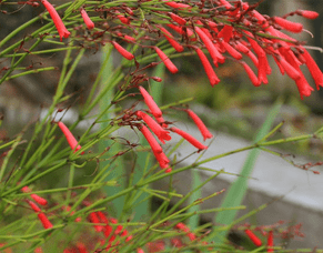 Why Russelia Equisetiformis: The Fountainbush is perfect for Wellington Gardens 🌿