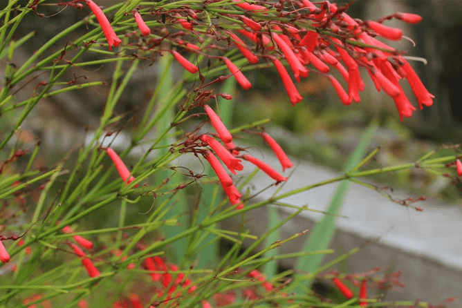a close up view of Russelia Equisetiformis: The Fountainbush in a wellington home. the flower displays beautifully striking red flowers