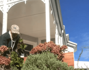 Transforming a Garden with Groundcover Mānuka in Kelburn, Wellington