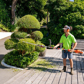 Topiary on the Myrtle clouds