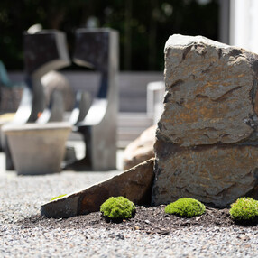 Scleranthus around rock feature