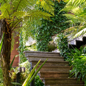 Wooden steps under Fern Tree
