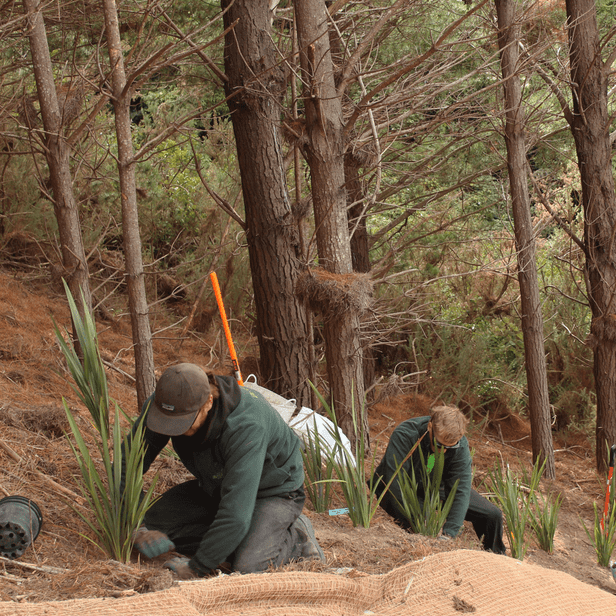 Gardening team from Oliver's Army planting in Wellington