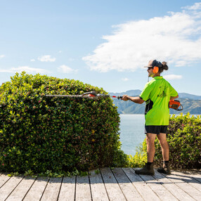 Trimming Escallonia Ball