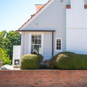 Muehlenbeckia clouds
