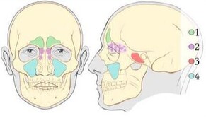 Did you know that Osteopaths can offer relief for Sinus Pain