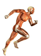 Understanding the Physiological Changes in Muscle as We Age