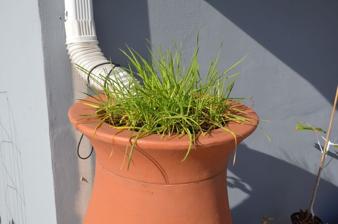 spouting feeding into a plant rain barrel