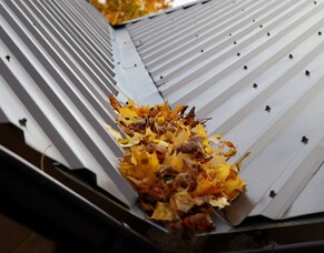 How Trees Can Affect Your Spouting in the Waikato