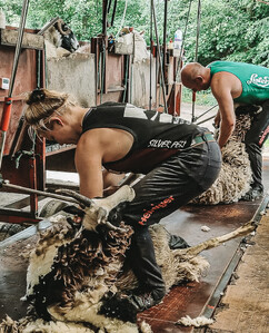 Women's Shearing