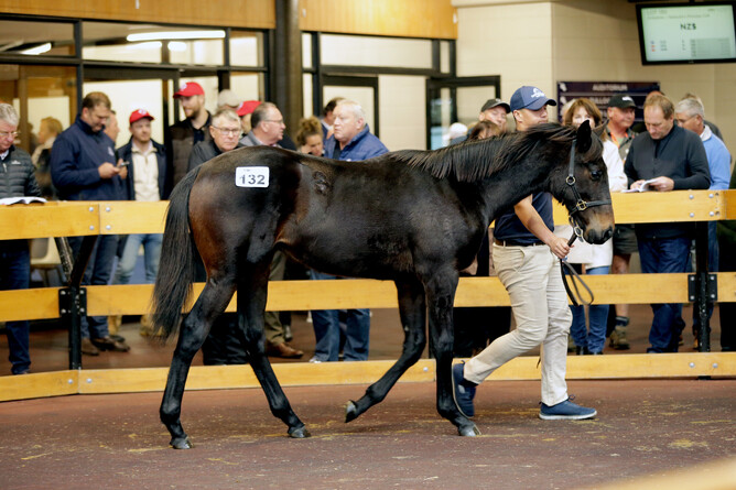 Gordon Cunningham purchased Lot 132, a colt by Ocean Park, for $120,000 - Photo: Trish Dunell