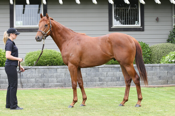 Red Dawn pictured at Westbury Stud as a 2YO - Photo: Lesley Warwick