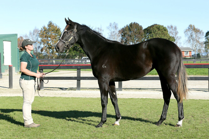 Aimee's Jewel pictured at Curraghmore as a yearling - Photo: Trish Dunell