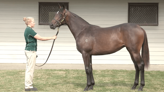 Unforgotten pictured as a yearling