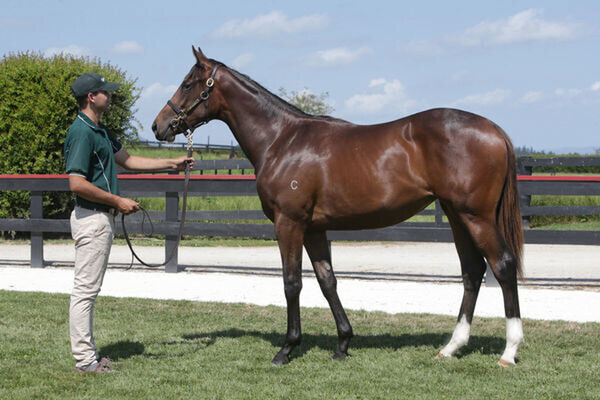 Super Chilled as a yearling.