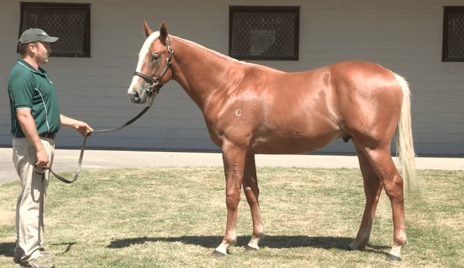 Mighty Boss pictured as a yearling at Curraghmore