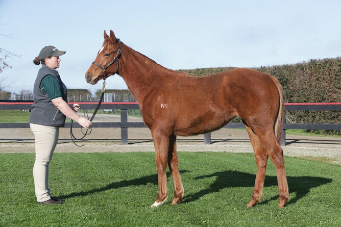 Goldie's Chance pictured as a weanling at Curraghmore with Eileen Bezuidenhout - Photo: Trish Dunell