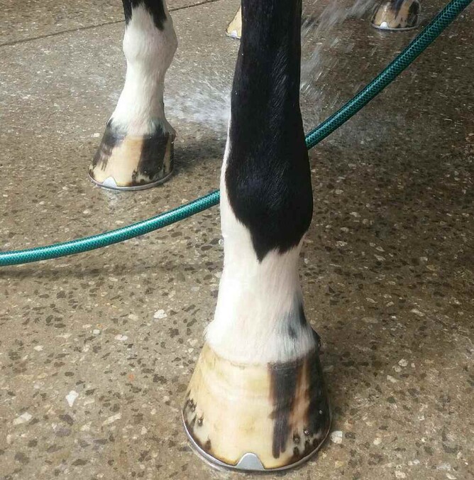 Fanatic's leg following the spider bite which forced her scratching from the Caulfield Cup