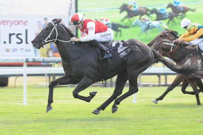 Kuro  - Photo: Champion Thoroughbreds