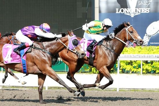 Distinctive Darci - STC