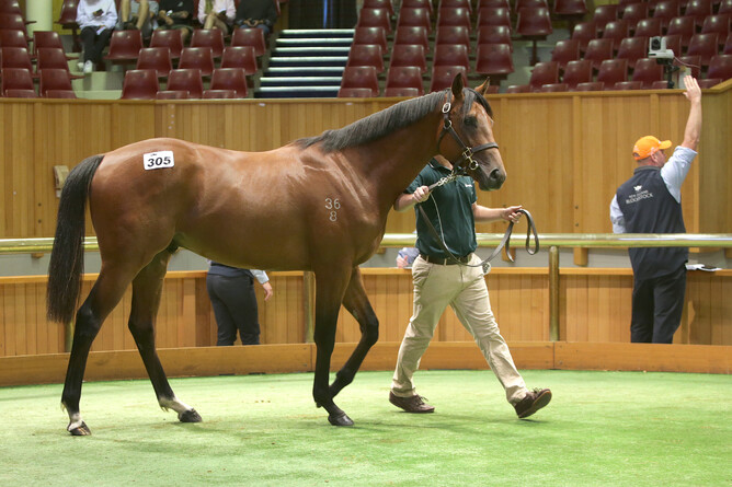 Lot 305, a colt by Tavistock out of Mourasana was secured by bloodstock agent Bruce Perry for $450,000 Photo: Trish Dunell