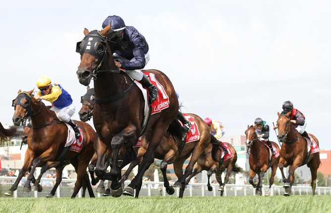Karaka Million 3YO Classic (1600m) contender Conqueror. Photo: Bruno Cannatelli
