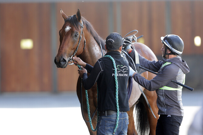 Not An Option has headed to Australia with Group Targets in mind. Photo: Trish Dunell