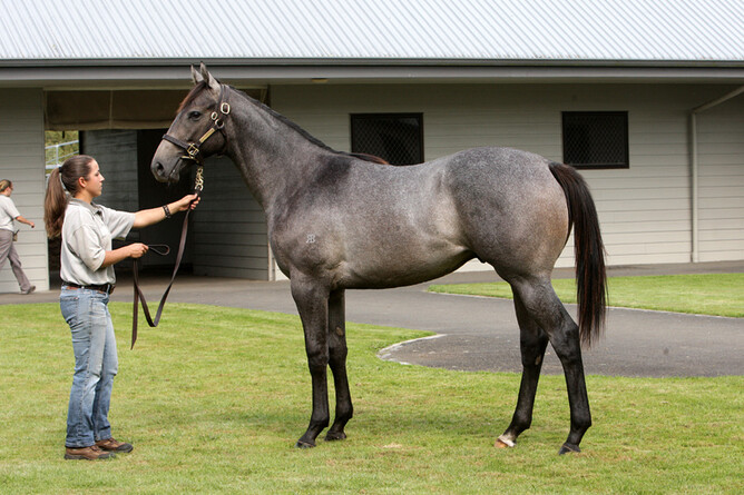 Katagas as a yearling