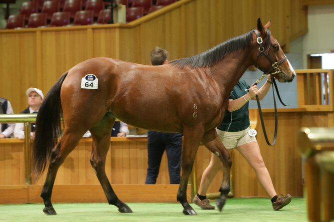 Lot 64 Snitzel x Tip The Wink filly - Trish Dunell