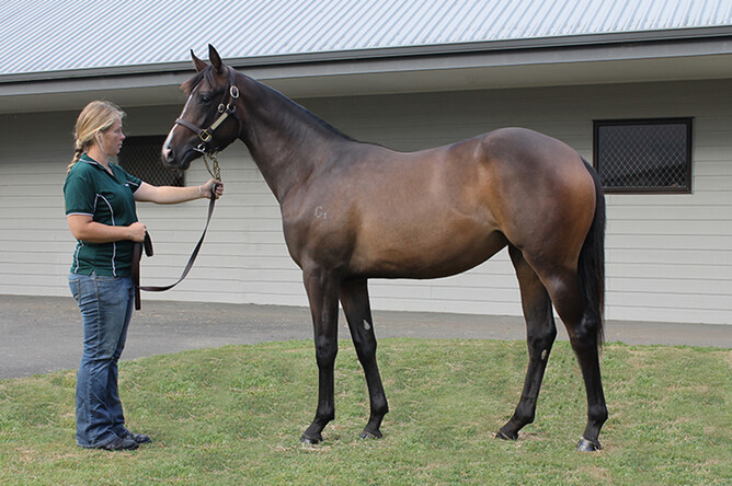 Firebird Flyer pictured with Steph as a yearling. - Photo: Trish Dunell