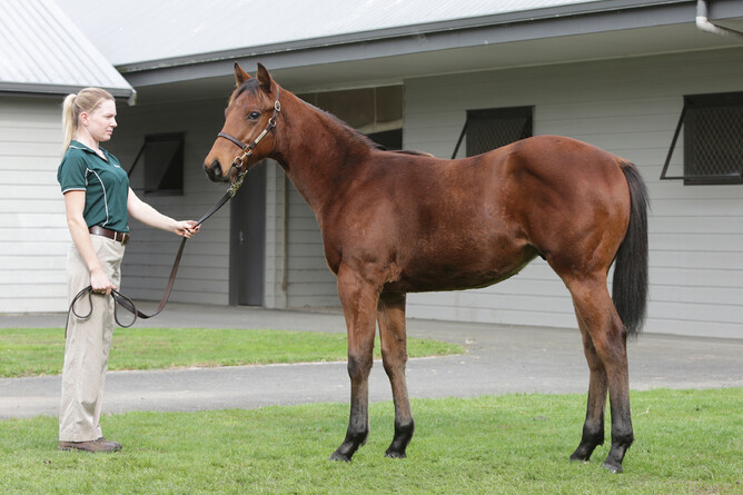 Dominic pictured as a weanling - Photo: Tara Hughes