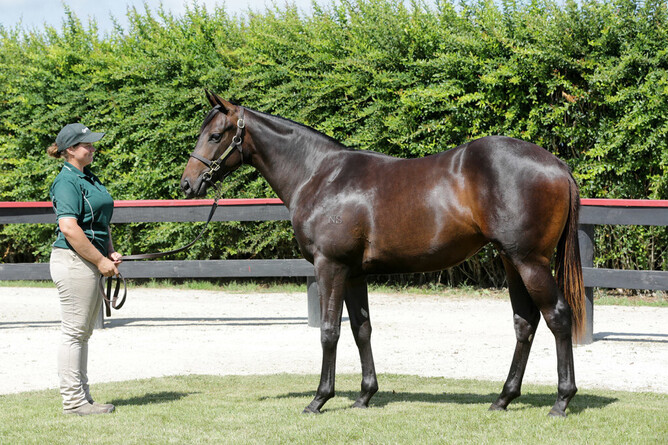 Kahma Lass pictured as a yearling at Curraghmore - Photo: Trish Dunell
