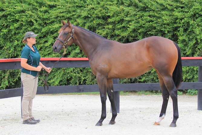 Aspect Ratio as a yearling - Trish Dunell