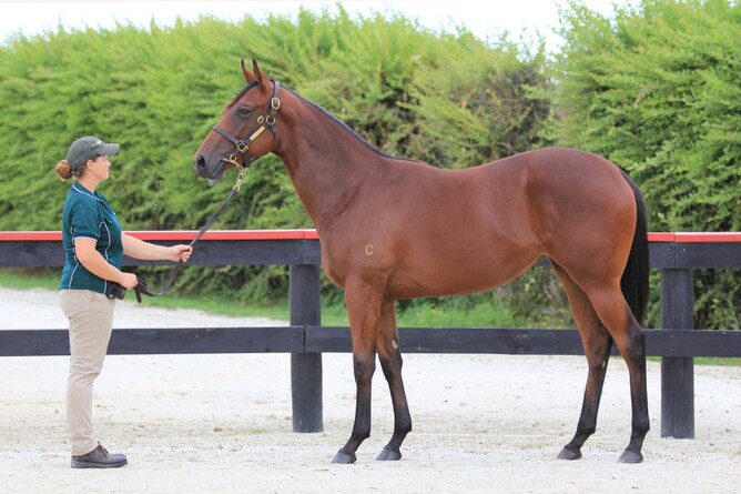 Lot 25- Fastnet Rock x Amory Lane filly