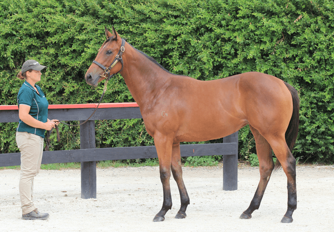Karaka Book 1 Lot 507 Charm Spirit x Que Sera - Photo: Angelique Bridson
