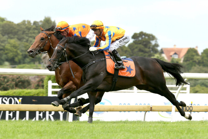 Heroic Valour (inside) and Extravagant (outside) galloping at Ellerslie today - Trish Dunell