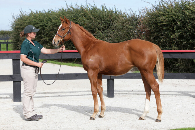 Lot 99 the full brother to Manolo Blahniq - Photo: Trish Dunell